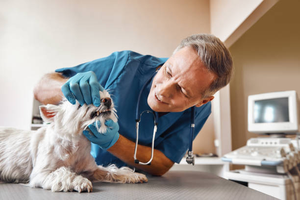 Best Emergency Tooth Extraction  in Central, LA